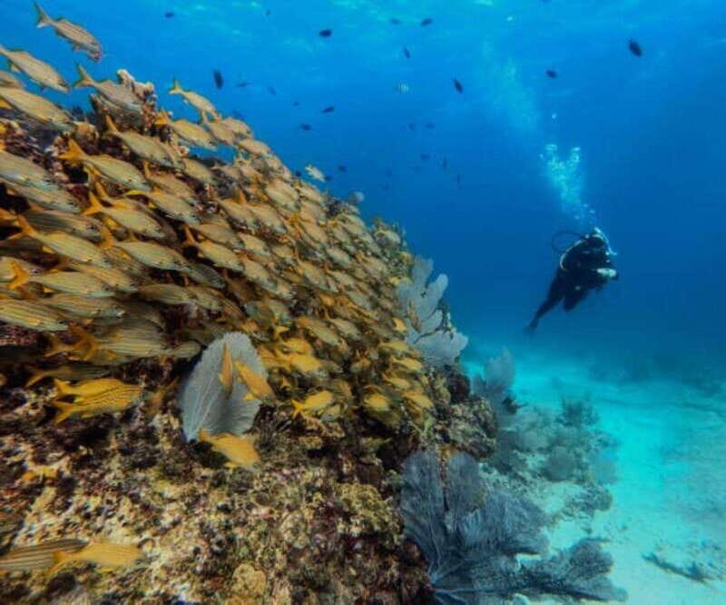 Cancun: PADI Open Water Diver Course - The Sum Up: Who Should Sign Up?