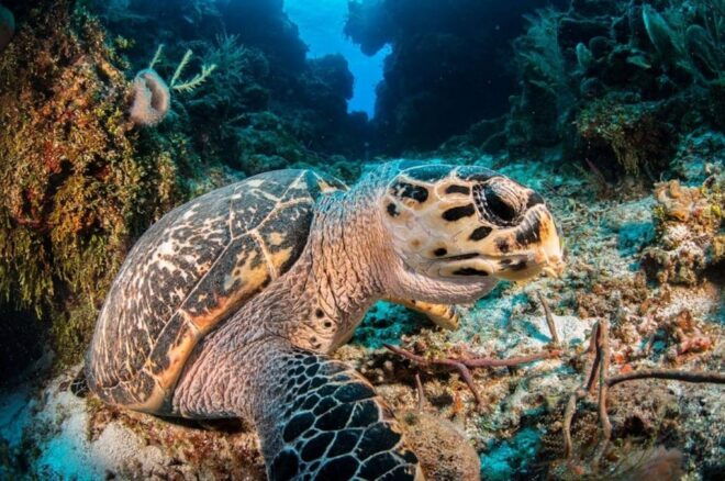 Cancun: Parrotfish Adventure Package - Diving Experience