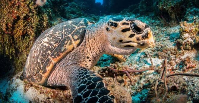 Cancun: Parrotfish Adventure Package - Dive Site Locations
