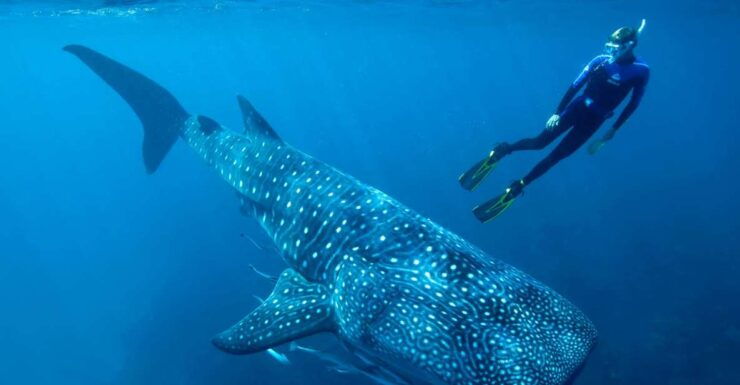 Cancun/Playa Del Carmen: 6-Hour Private Whale Shark Tour - Booking Details