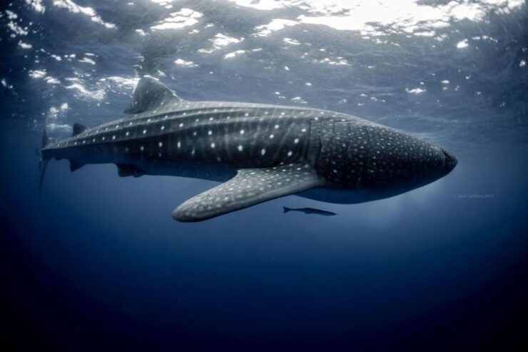 Cancun/Playa Del Carmen: 6-Hour Private Whale Shark Tour - Experience