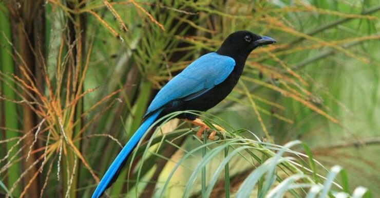 Cancun: Private Birdwatching Tour - Tour Highlights