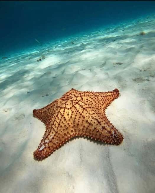 Cancún Private Catamaran with Snorkel and Open Bar - The Sum Up