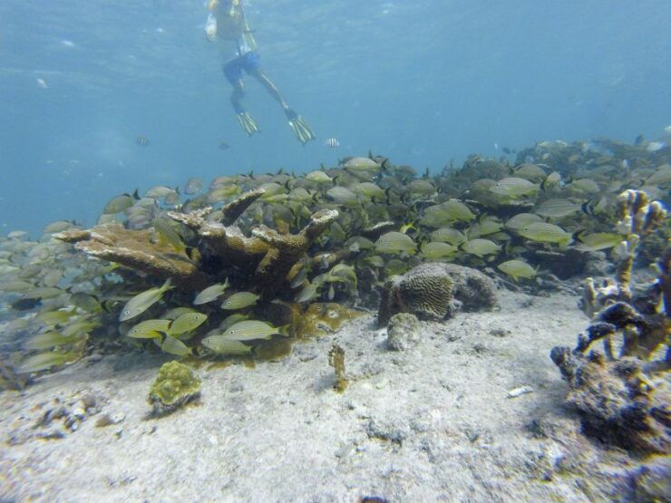 Cancun: Private Snorkeling Tour With Pickup and Drop-Off - Booking and Cancellation Policy