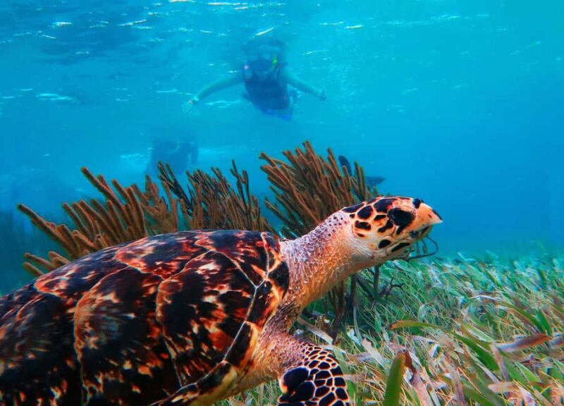 Cancún: Puerto Morelos Reef Snorkeling Tour & Seaside Lunch - Frequently Asked Questions