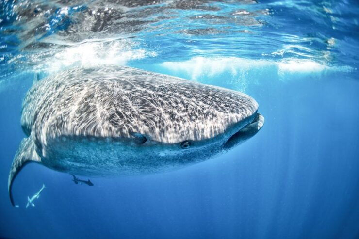 Cancun & Riviera Maya: Swim With Whale Sharks Tour W/ Lunch - Cancellation Policy Details