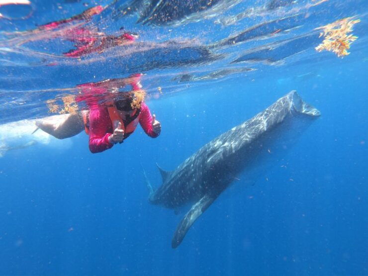 Cancun & Riviera Maya: Swim With Whale Sharks Tour W/ Lunch - Activity Duration Information