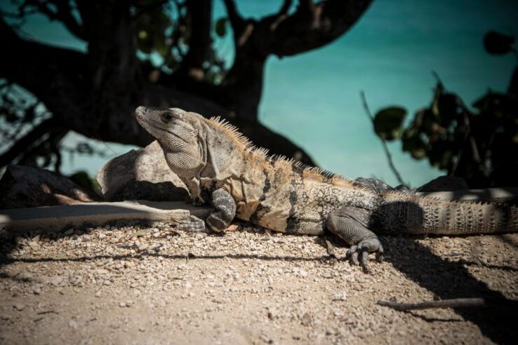 Cancun/Riviera Maya: Tulum Ruins, Sea Turtle Swim & Cenotes - Tour Details