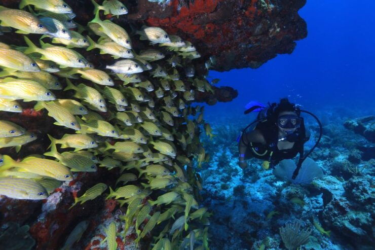 Cancun: Scuba Diving for Beginners, 2 Dives - Scuba Diving Requirements and Restrictions