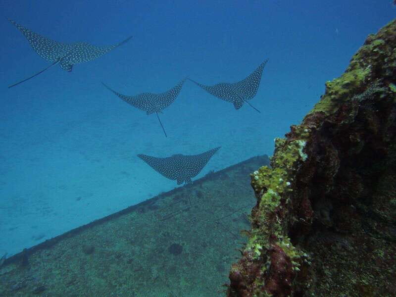 Cancun: Shipwreck & Reef for Certified Divers - The Reef Experience at Punta Cancun