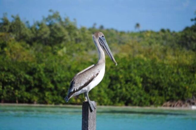 Cancun: Sian Kaan Adventure and Dolphin Sightseeing - Transportation and Amenities