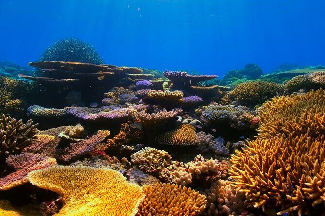 Cancun: Snorkeling Adventure at Puerto Morelos Reef - Final Thoughts