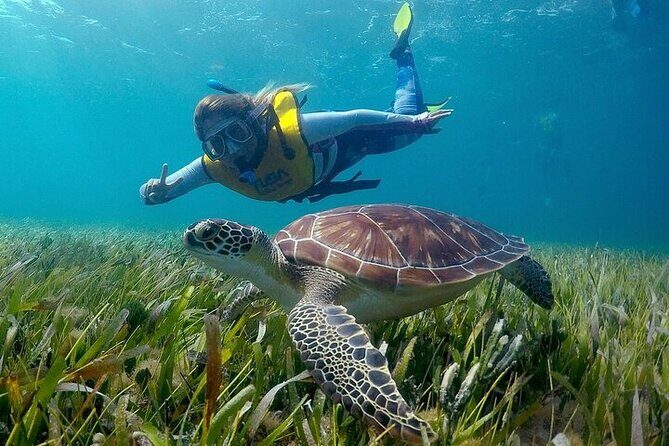 Cancun Snorkeling Adventure: Turtles, Reefs & Underwater Wonders - What to Expect from the Cancun Snorkeling Adventure