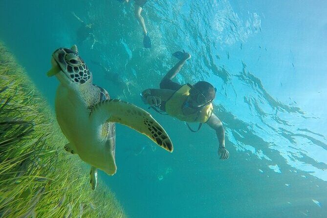 Cancun Snorkeling Adventure: Turtles, Reefs & Underwater Wonders - Who Will Love This Tour?