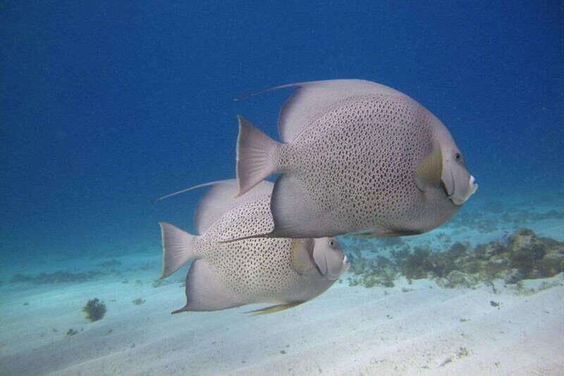 Cancun: Snorkeling at Underwater Museum & Manchones Reef - Introduction to the Snorkeling Experience in Cancun