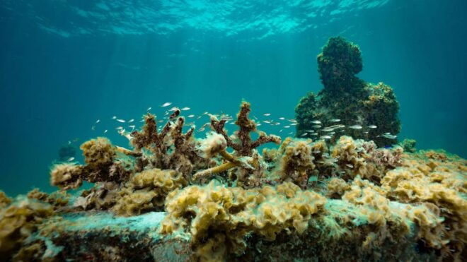Cancun: Snorkeling Tour at MUSA The Underwater Museum - Customer Feedback
