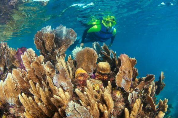 Cancun: Snorkeling Tour at MUSA The Underwater Museum - Frequently Asked Questions