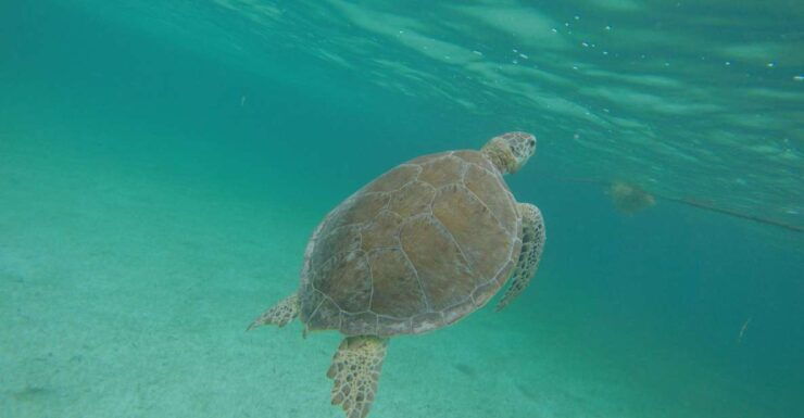 Cancún: Snorkeling With Marine Turtles and Cenote Swim - Activity Details
