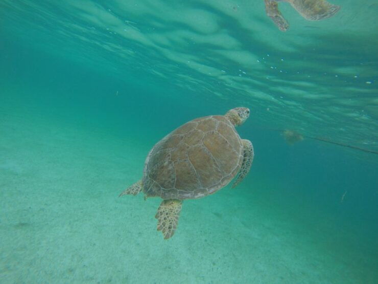 Cancún: Snorkeling With Marine Turtles - Experience