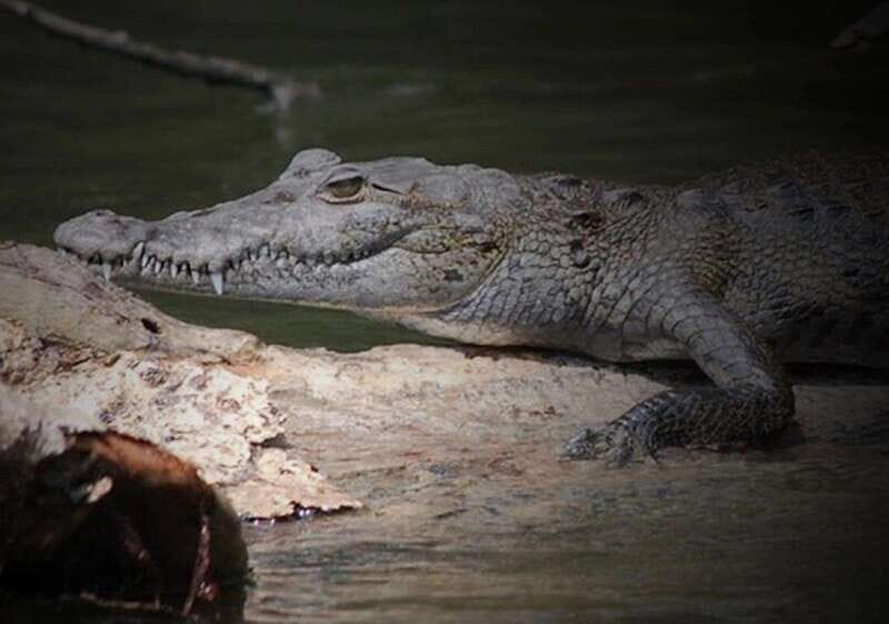 Cancun: Speedboat Adventure & Crocodile Sighting - Good To Know  