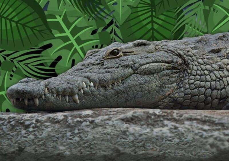 Cancun: Speedboat Adventure & Crocodile Sighting - A Close Look at the Speedboat & Crocodile Sighting Tour in Cancun  