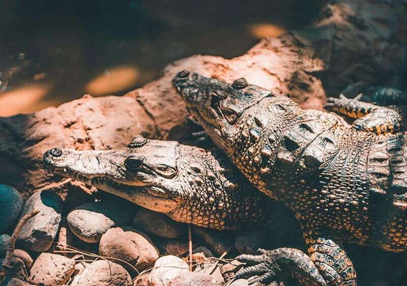 Cancun: Speedboat Adventure & Crocodile Sighting - Who Should Consider This Tour?  