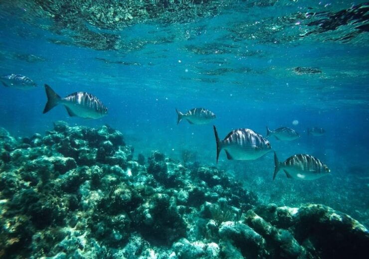 Cancun: Speedboat Ride and Snorkeling Adventure - Experience Highlights