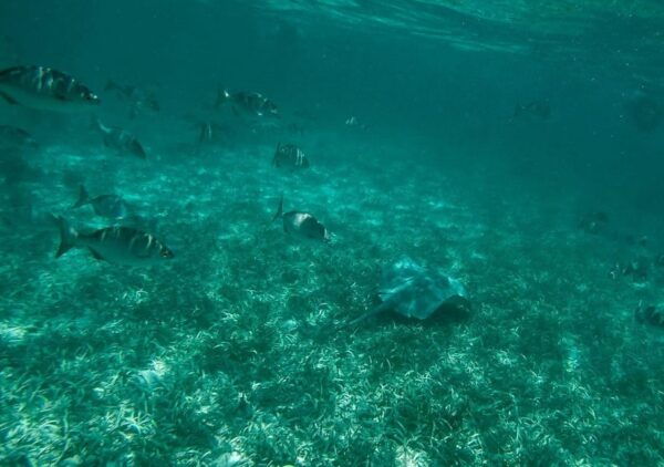 Cancun: Speedboat Ride and Snorkeling Adventure - Frequently Asked Questions