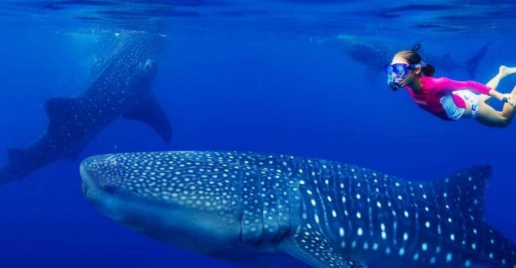 Cancun: Swim and Snorkel With Whale Sharks, Includes Snacks - Good To Know