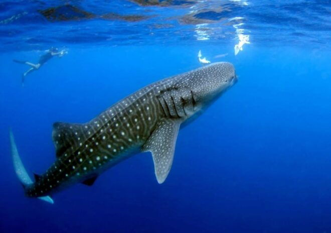 Cancun: Swim and Snorkel With Whale Sharks, Includes Snacks - Enjoy Delicious Mexican Ceviche Lunch
