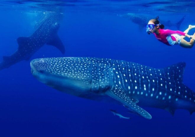 Cancun: Swim and Snorkel With Whale Sharks, Includes Snacks - Provided Snorkeling Equipment and Life Jackets