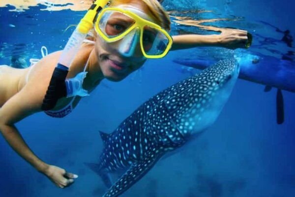 Cancun: Swim Next to Whale Shark - Inclusions and Exclusions