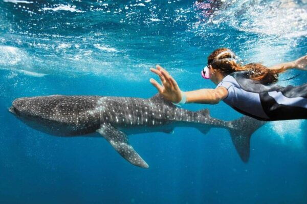 Cancun: Swim Next to Whale Shark - Important Information