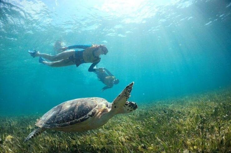 Cancun: Swim With Turtles, Reef, Underwater Museum Tour - Small Group Experience and Cancellation Policy