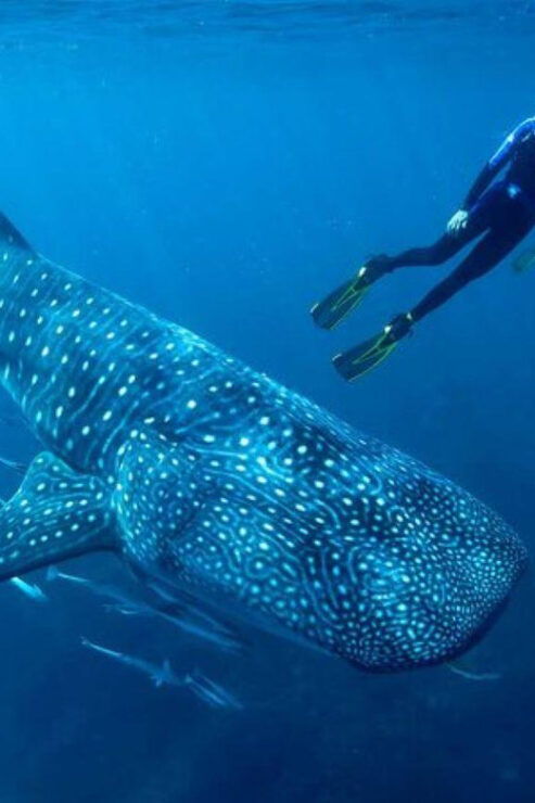 Cancun: Swim With Whale Sharks - Itinerary Details