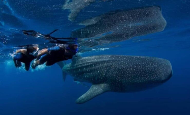 Cancun: Swim With Whale Sharks - Itinerary Details
