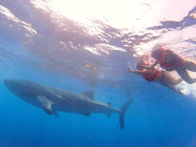 Cancun: Swim With Whale Sharks - Experience Highlights
