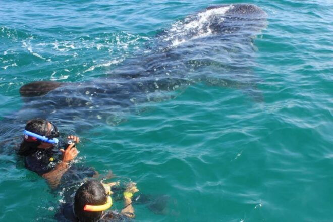 Cancun: Swim With Whale Sharks - Important Information
