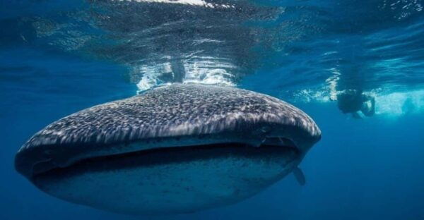 Cancun: Swim With Whale Sharks - What to Expect