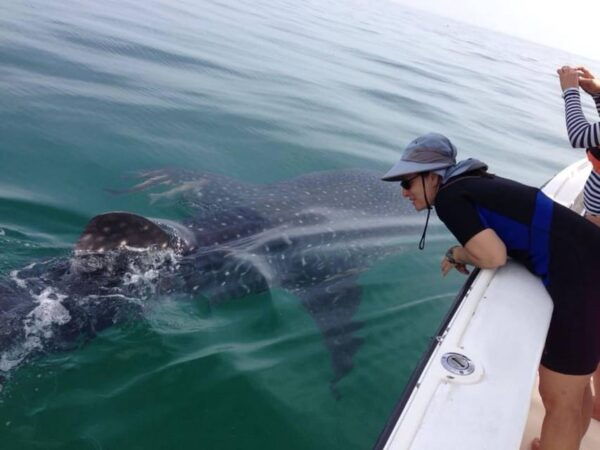 Cancun: Swim With Whale Sharks - Frequently Asked Questions