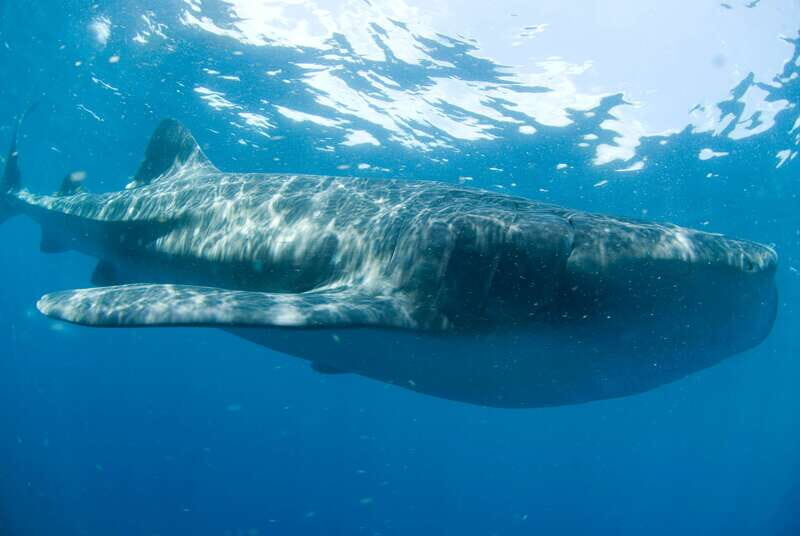 Cancún: Swim with Whale Sharks - Good To Know