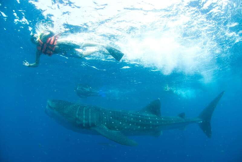 Cancún: Swim with Whale Sharks - What Makes This Tour Special?