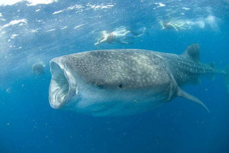 Cancún: Swim with Whale Sharks - Transportation, Group Size, and Overall Value