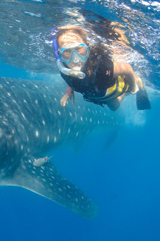 Cancún: Swim with Whale Sharks & Playa Norte Beach - The Whale Shark Encounters
