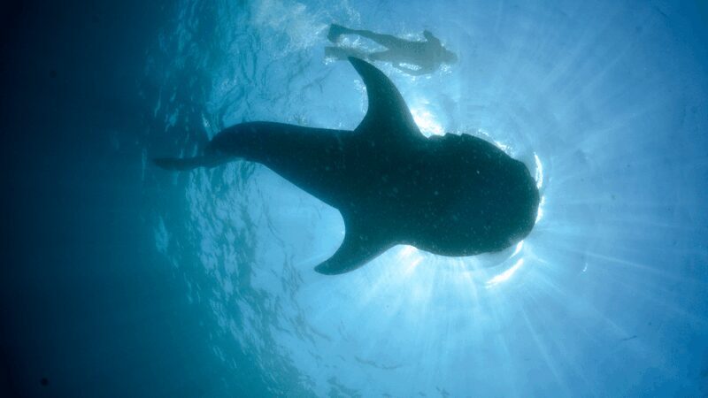 Cancún: Swim with Whale Sharks & Playa Norte Beach - Practical Tips for Booking & Preparation
