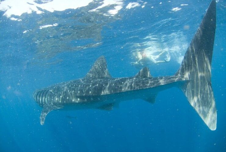 Cancún: Swim With Whale Sharks - Activity Details