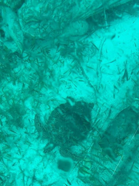 Cancun: Transparent Boat Tour With Soft Drinks - Booking Information