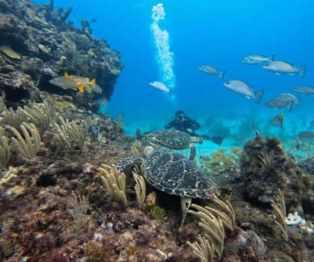 Cancun: Two Reef Dives – Isla Mujeres - Pricing and Booking