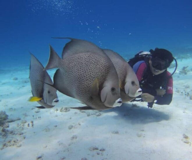 Cancun: Two Reef Dives – Isla Mujeres - Dive Experience