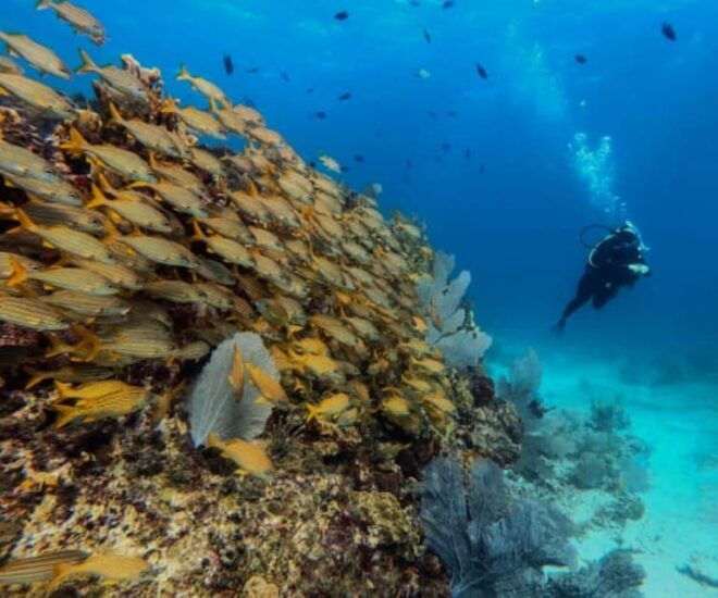 Cancun: Two Reef Dives – Isla Mujeres - Certification Requirement